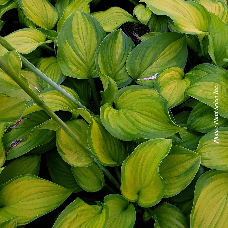 Hosta ‘Guacamole’ (Hosta 'Guacamole')