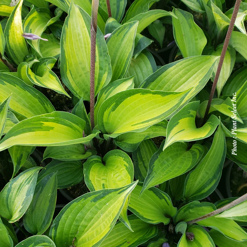 Hosta ‘Island Breeze’ (Hosta 'Island Breeze')