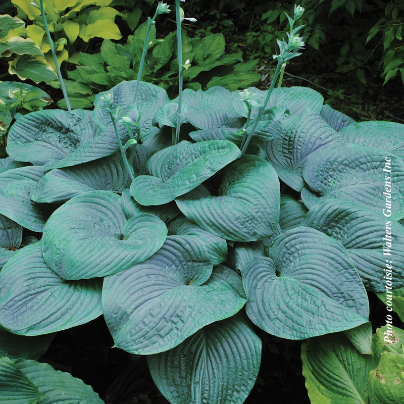 Hosta ‘Humpback Whale’ (Hosta 'Humpback Whale')