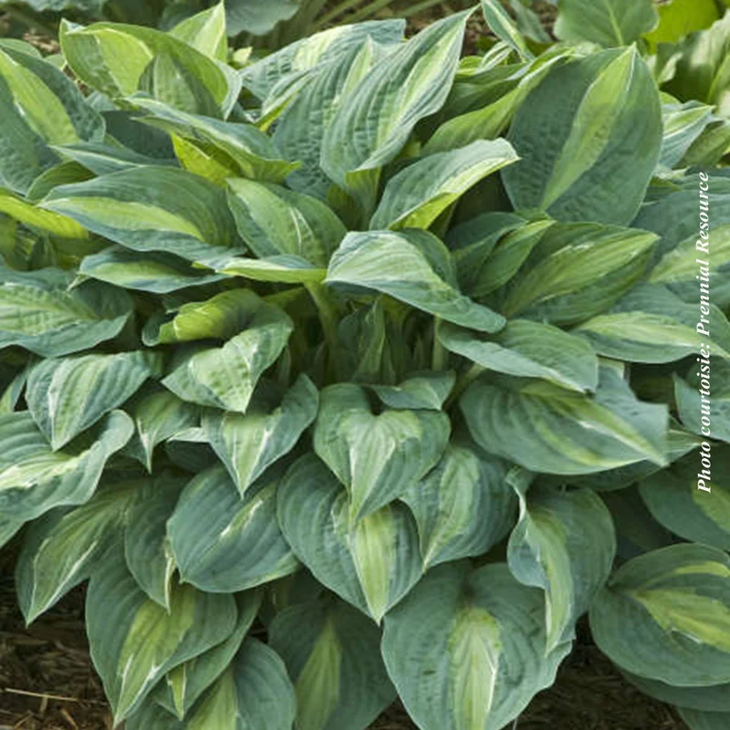 Hosta ‘Kiwi Full Monty’ (Hosta 'Kiwi Full Monty')