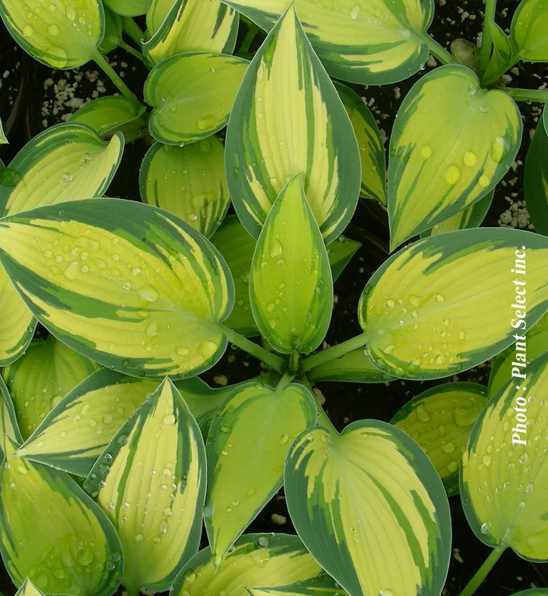 Hosta ‘June’ (Hosta 'June')