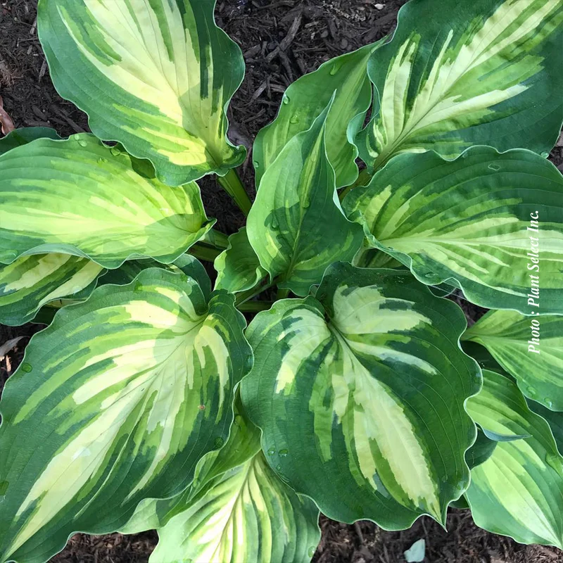 Hosta ‘Lakeside Paisley Print’ (Hosta 'Lakeside Paisley Print')