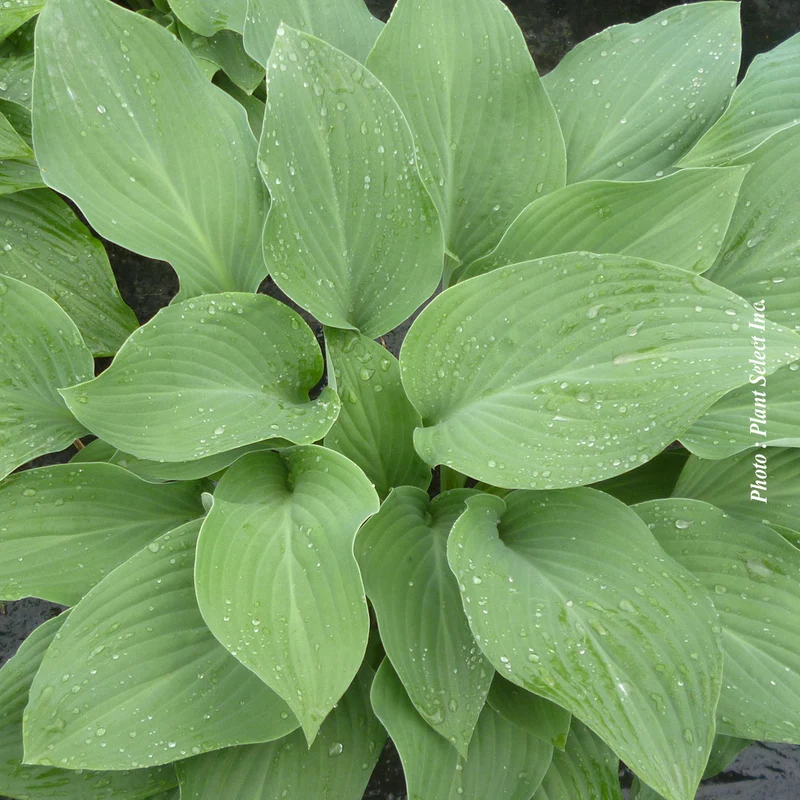 Hosta ‘Krossa Regal’ (Hosta 'Krossa Regal')