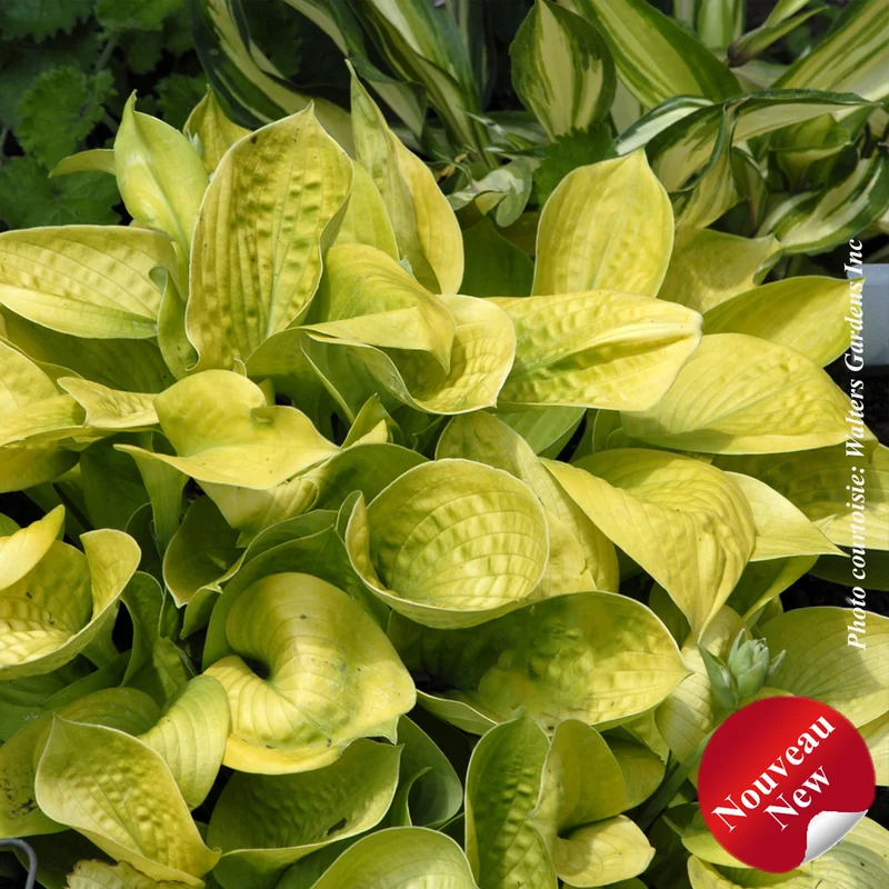 Hosta ‘Maui Buttercups’ (Hosta 'Maui Buttercups')