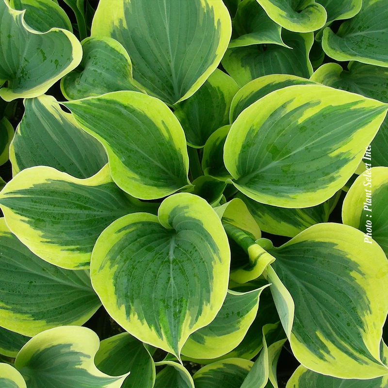 Hosta ‘Liberty’ (Hosta 'Liberty')