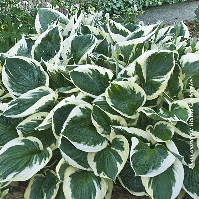 Hosta ‘Minuteman’ (Hosta 'Minuteman')