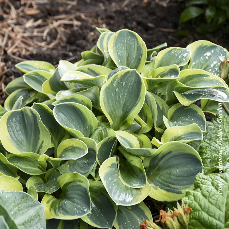 Hosta ‘Mighty Mouse’ (Hosta 'Mighty Mouse')