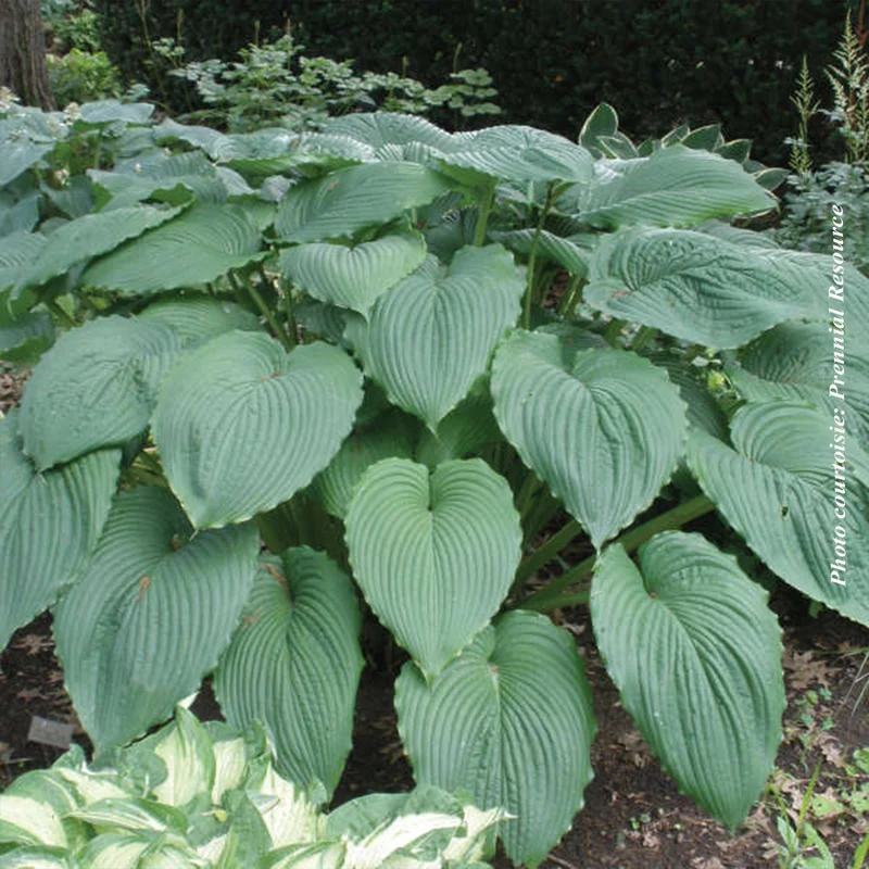 Hosta ‘Niagara Falls’ (Hosta 'Niagara Falls')