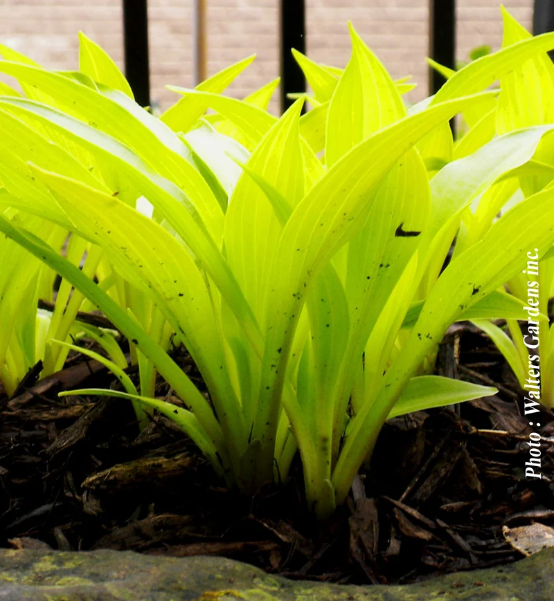 Hosta ‘Munchkin Fire’ (Hosta 'Munchkin Fire')
