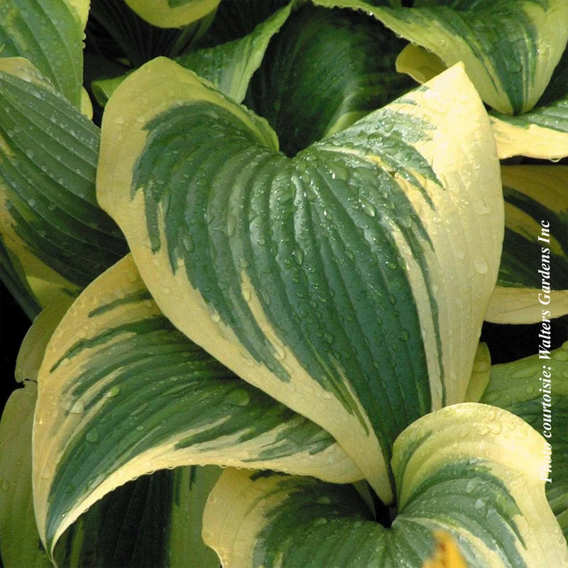 Hosta ‘Aureomarginata’ (Hosta montana 'Aureomarginata')