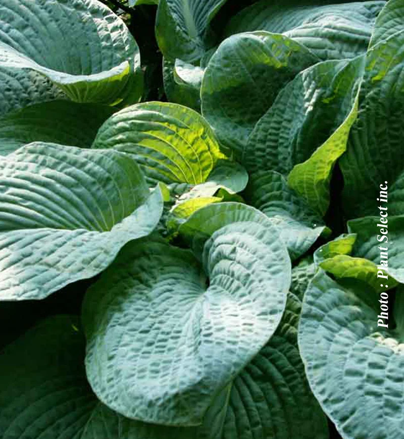 Hosta ‘Osiris Bleu Nuit’ (Hosta 'Osiris Bleu Nuit')