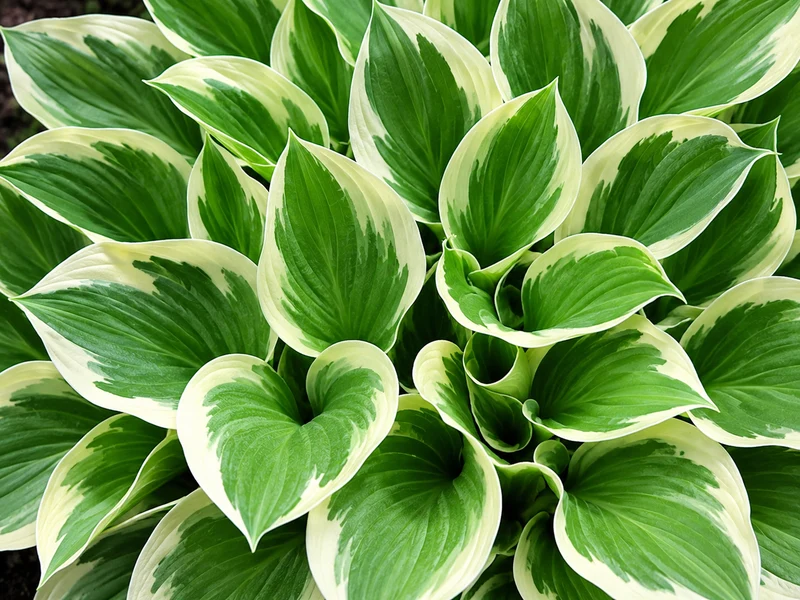 Hosta ‘Patriot’ (Hosta 'Patriot')