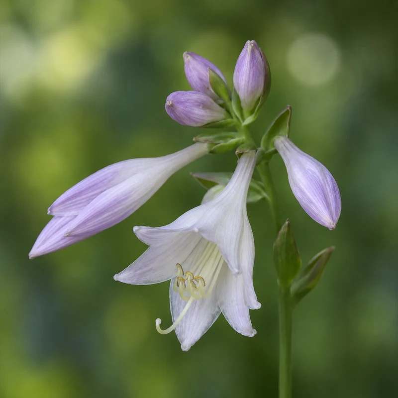 Hosta ‘Patriot’ (Hosta 'Patriot')