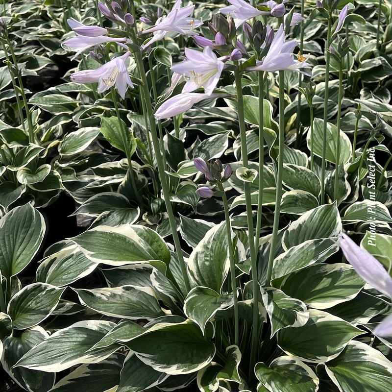 Hosta ‘Patriot’ (Hosta 'Patriot')