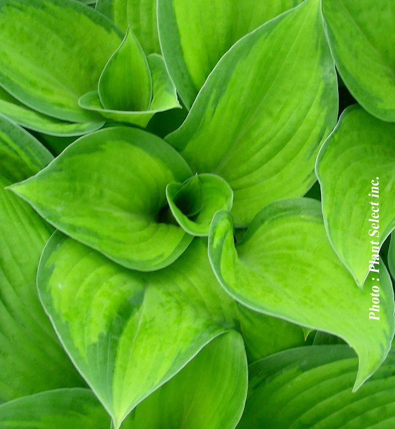 Hosta ‘Paradigm’ (Hosta 'Paradigm')