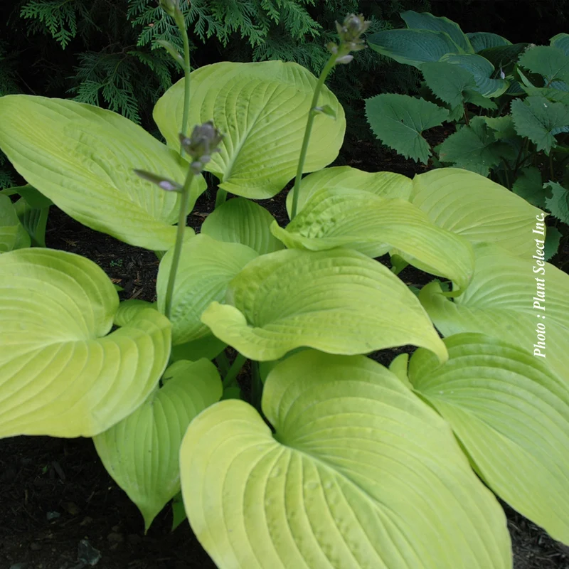 Hosta ‘Osiris Ovation’ (Hosta 'Osiris Ovation')