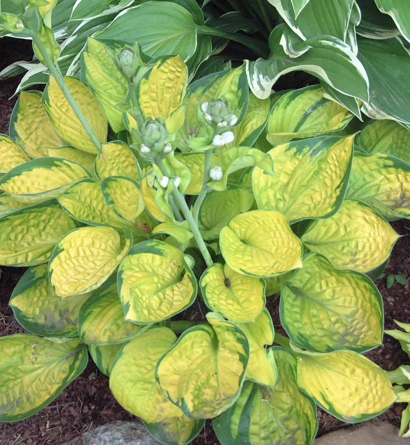 Hosta ‘Rainforest Sunrise’ (Hosta 'Rainforest Sunrise')