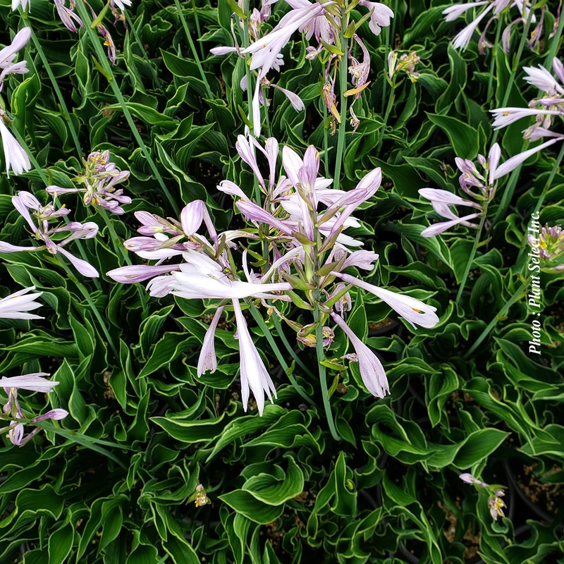 Hosta ‘Praying Hands’ (Hosta 'Praying Hands')