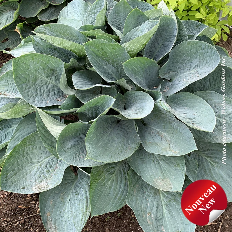 Hosta ‘Shadowland Above the Clouds’ (Hosta Shadowland® 'Above the Clouds')