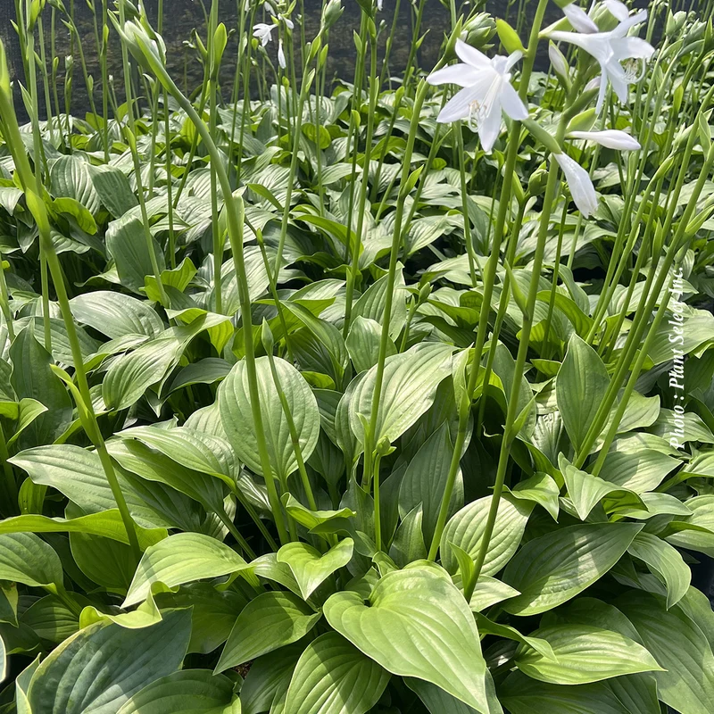 Hosta ‘Royal Standard’ (Hosta 'Royal Standard')