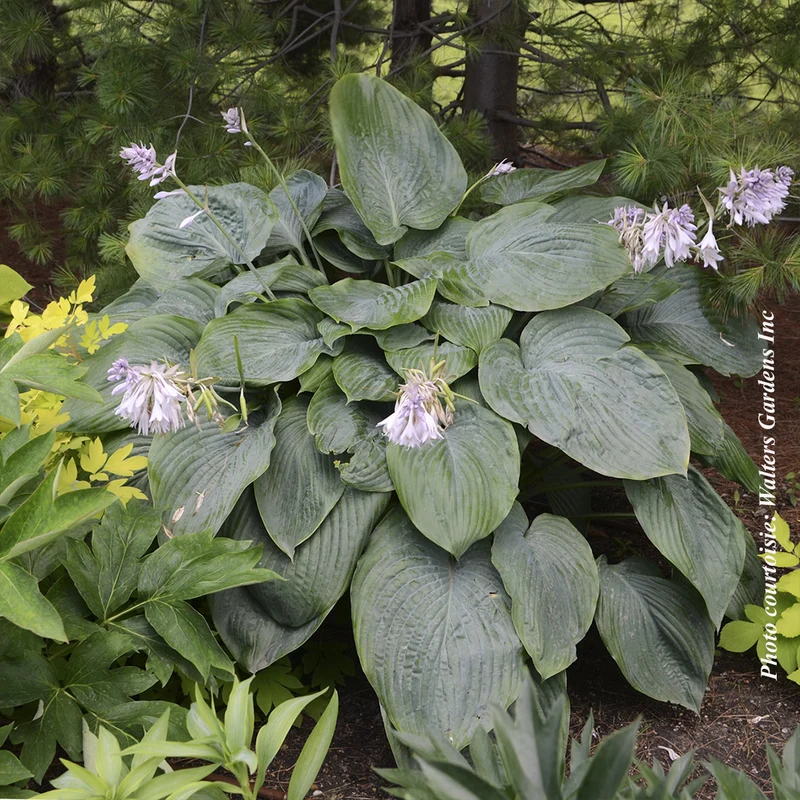Hosta ‘Shadowland Empress Wu’ (Hosta Shadowland® 'Empress Wu')