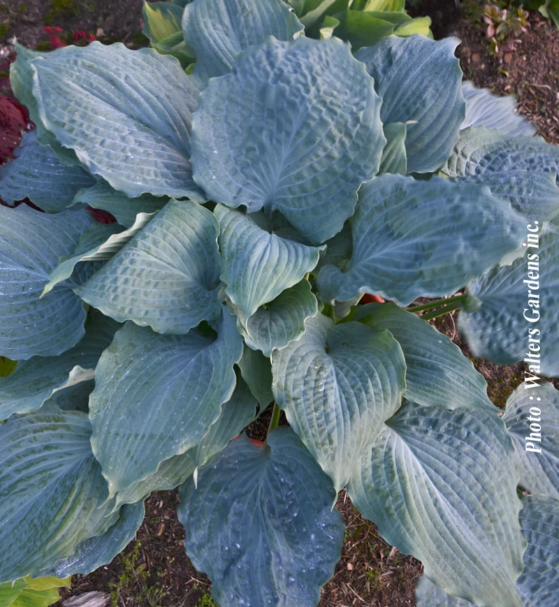 Hosta ‘Shadowland Diamond Lake’ (Hosta Shadowland® 'Diamond Lake')