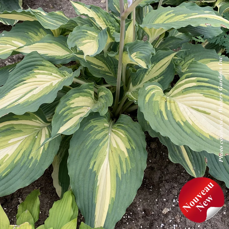 Hosta ‘Shadowland Love Story’ (Hosta Shadowland® 'Love Story')