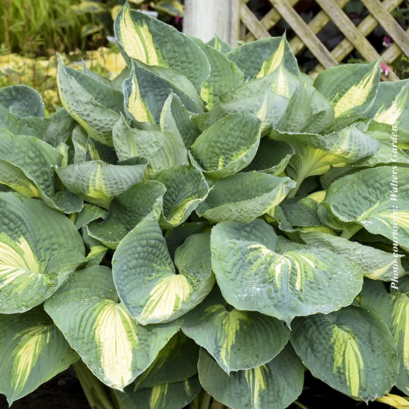Hosta ‘Shadowland Hudson Bay’ (Hosta Shadowland® 'Hudson Bay')