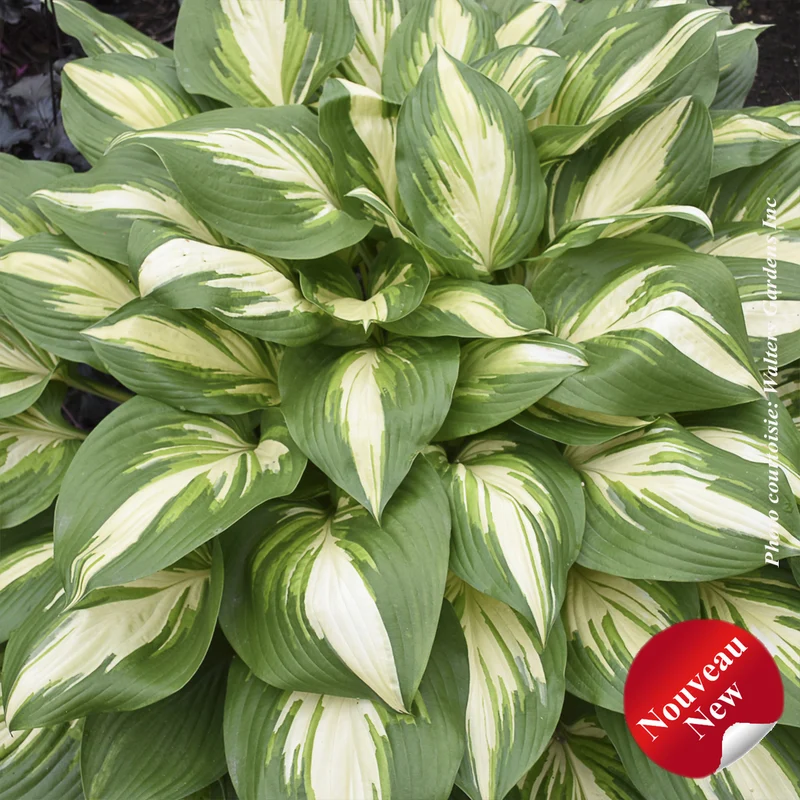 Hosta ‘Shadowland Miss America’ (Hosta Shadowland® 'Miss America')