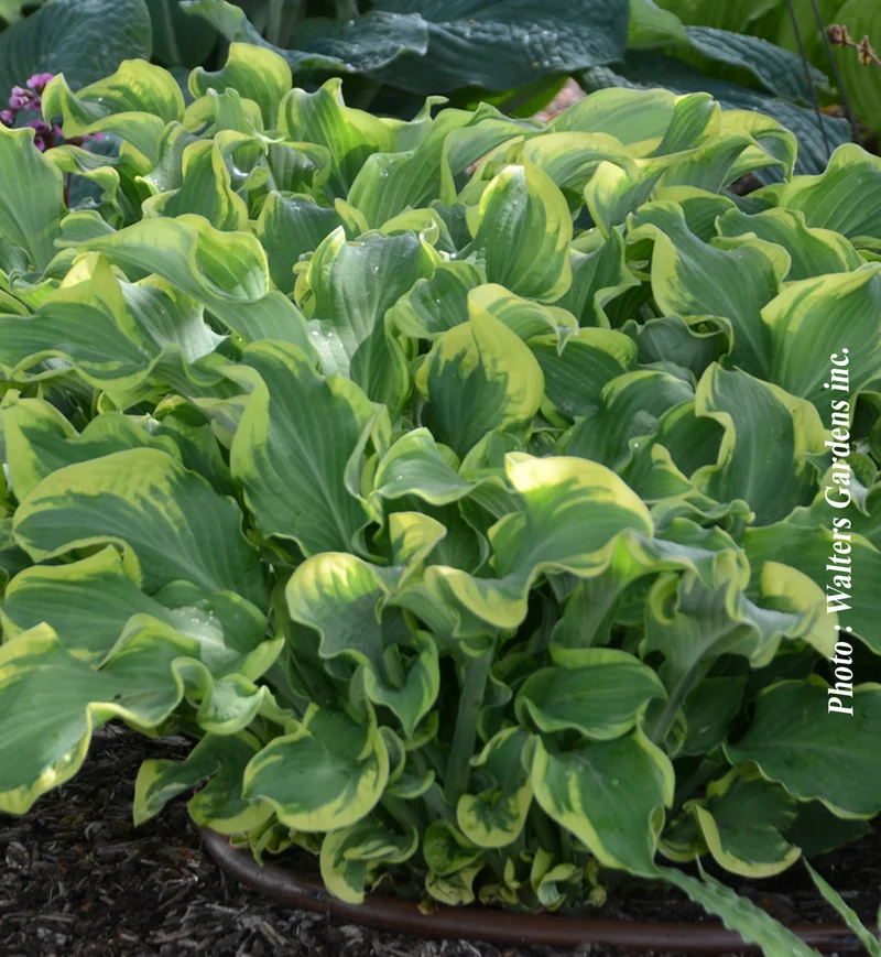 Hosta ‘Shadowland Wheee’ (Hosta Shadowland® 'Wheee')