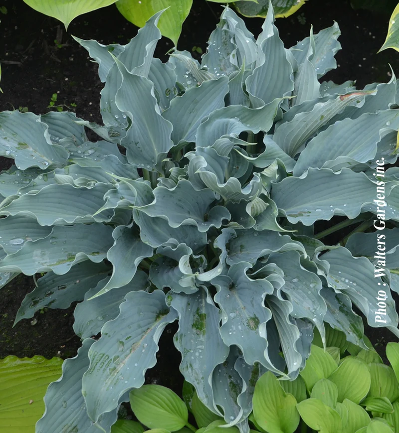 Hosta ‘Shadowland Waterslide’ (Hosta Shadowland® 'Waterslide')
