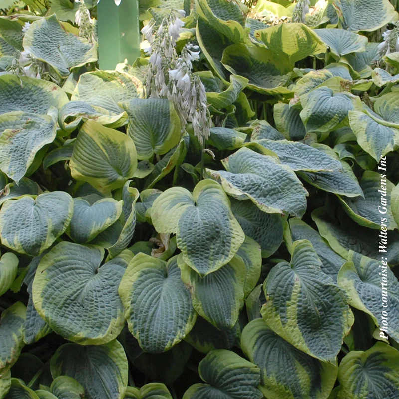 Hosta ‘Frances Williams’ (Hosta sieboldiana 'Frances Williams')