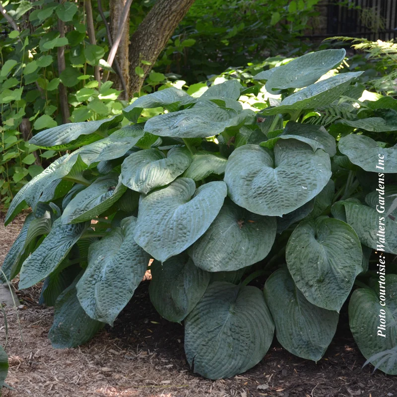 Hosta ‘Elegans’ (Hosta sieboldiana 'Elegans')