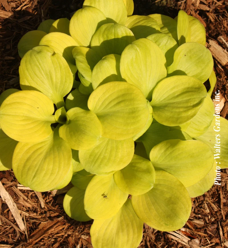 Hosta ‘Sun Mouse’ (Hosta 'Sun Mouse')
