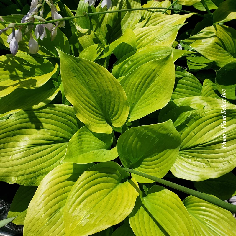 Hosta ‘Sum and Substance’ (Hosta 'Sum and Substance')