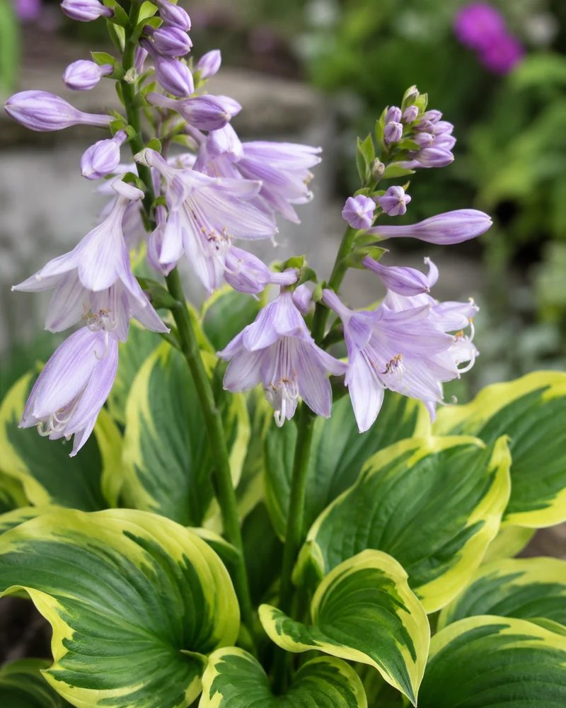 Hosta ‘Twilight’ (Hosta 'Twilight')