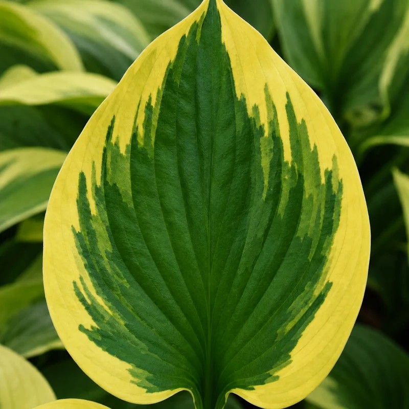 Hosta ‘Twilight’ (Hosta 'Twilight')