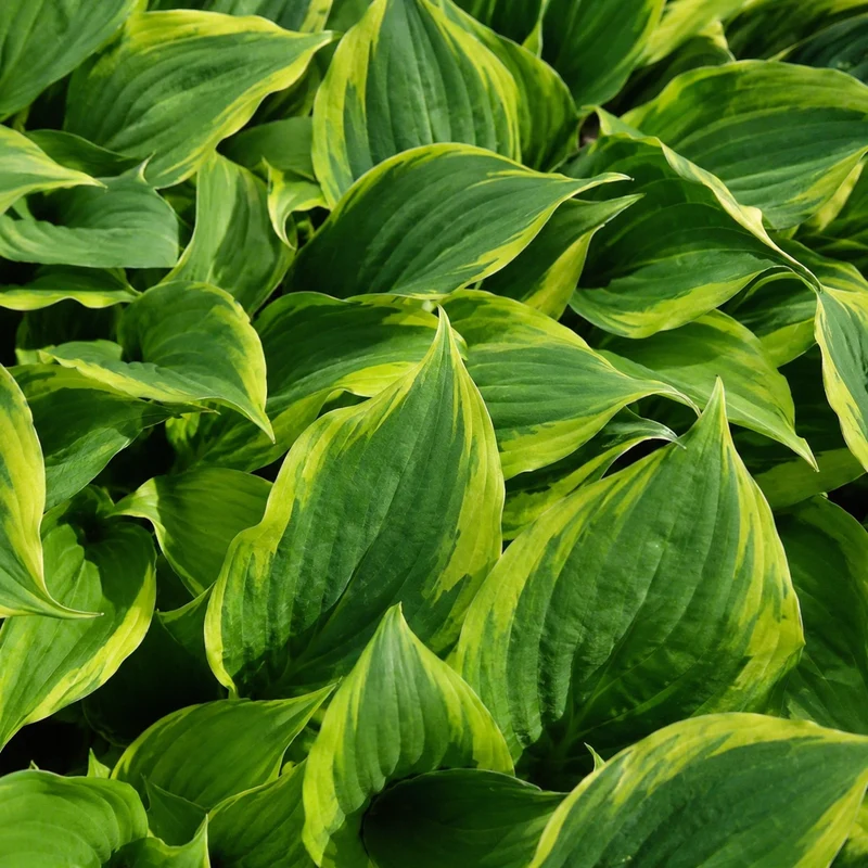 Hosta ‘Twilight’ (Hosta 'Twilight')