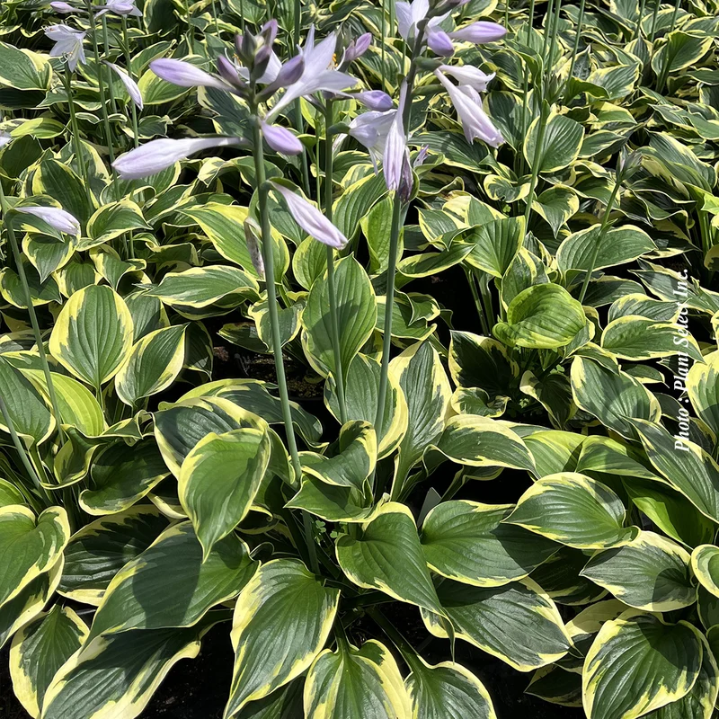 Hosta ‘Twilight’ (Hosta 'Twilight')