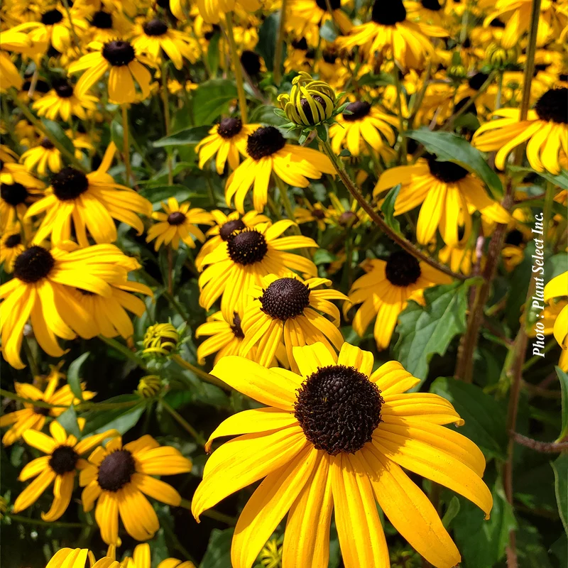 Rudbeckie ‘Goldsturm’ (Rudbeckia fulgida 'Goldsturm')