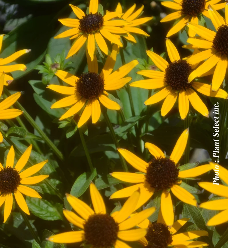 Rudbeckie ‘Little Goldstar’ (Rudbeckia fulgida 'Little Goldstar')