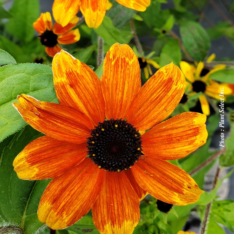 Rudbeckie ‘Prairie Glow’ (Rudbeckia triloba 'Prairie Glow')