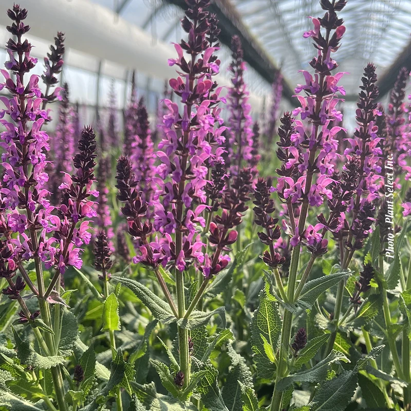 Sauge vivace ‘Bumbleberry’ (Salvia nemorosa 'Bumbleberry')