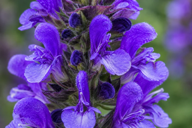 Sauge vivace ‘Blue Marvel’ (Salvia nemorosa 'Blue Marvel')