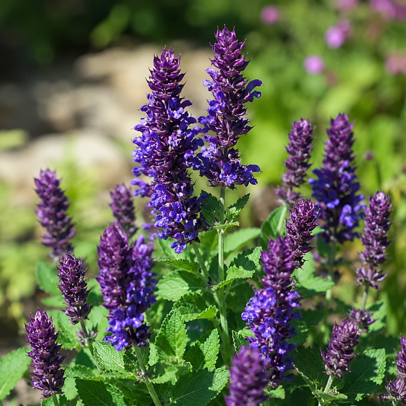 Sauge vivace ‘Blue Marvel’ (Salvia nemorosa 'Blue Marvel')