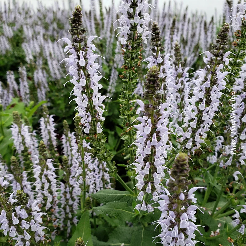 Sauge vivace ‘Bumblesky’ (Salvia nemorosa 'Bumblesky')