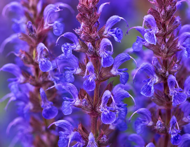 Sauge vivace ‘Bumbleblue’ (Salvia nemorosa 'Bumbleblue')