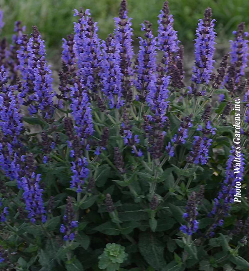 Sauge vivace ‘Bumbleblue’ (Salvia nemorosa 'Bumbleblue')