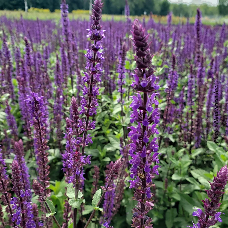 Sauge vivace ‘Caradonna’ (Salvia nemorosa 'Caradonna')