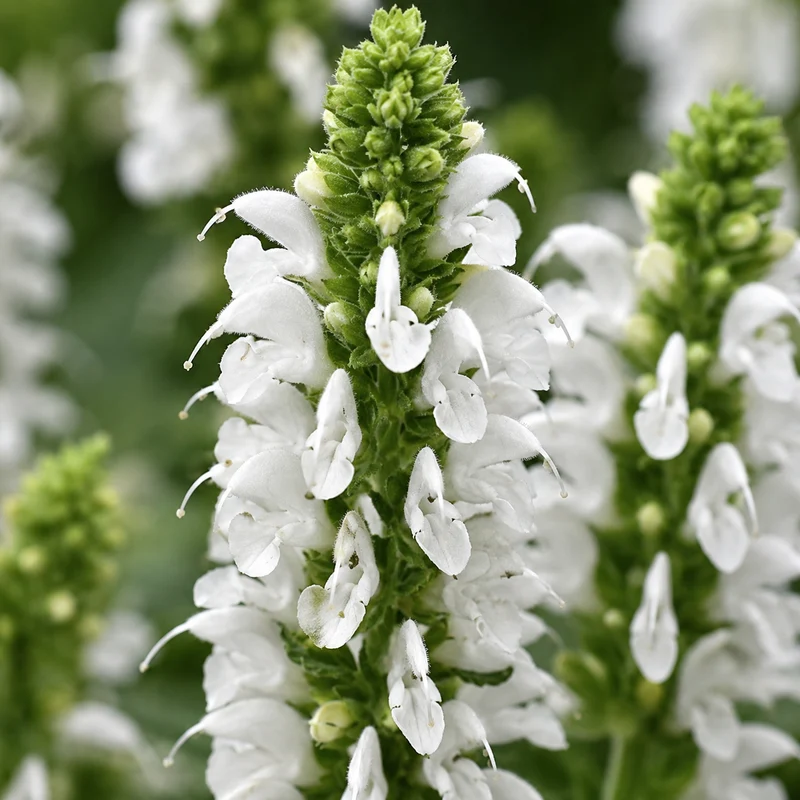 Sauge vivace ‘Bumblesnow’ (Salvia nemorosa 'Bumblesnow')